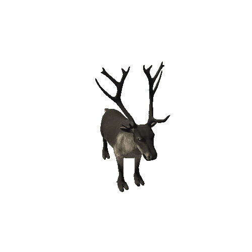 Reindeer_RM_FV_HP (1)